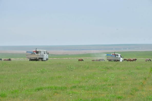ТУРКЕСТАН: В ОРДАБАСЫ СИСТЕМНО ПРОВОДЯТСЯ МЕРОПРИЯТИЯ ПО БОРЬБЕ С САРАНЧОЙ