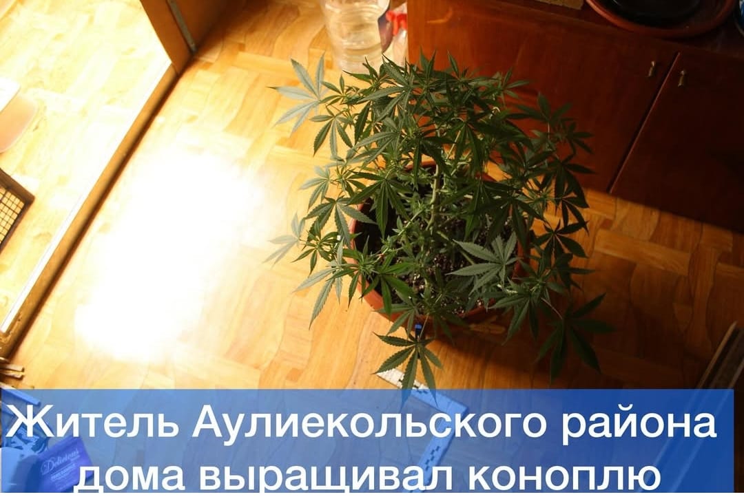 Житель Аулиекольского района дома выращивал коноплю