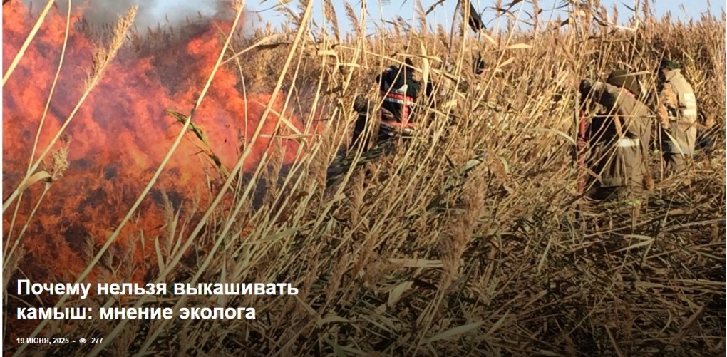 Почему нельзя выкашивать камыш: мнение эколога