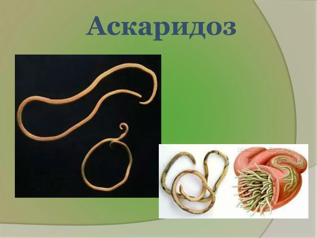 Профилактика Аскаридоза