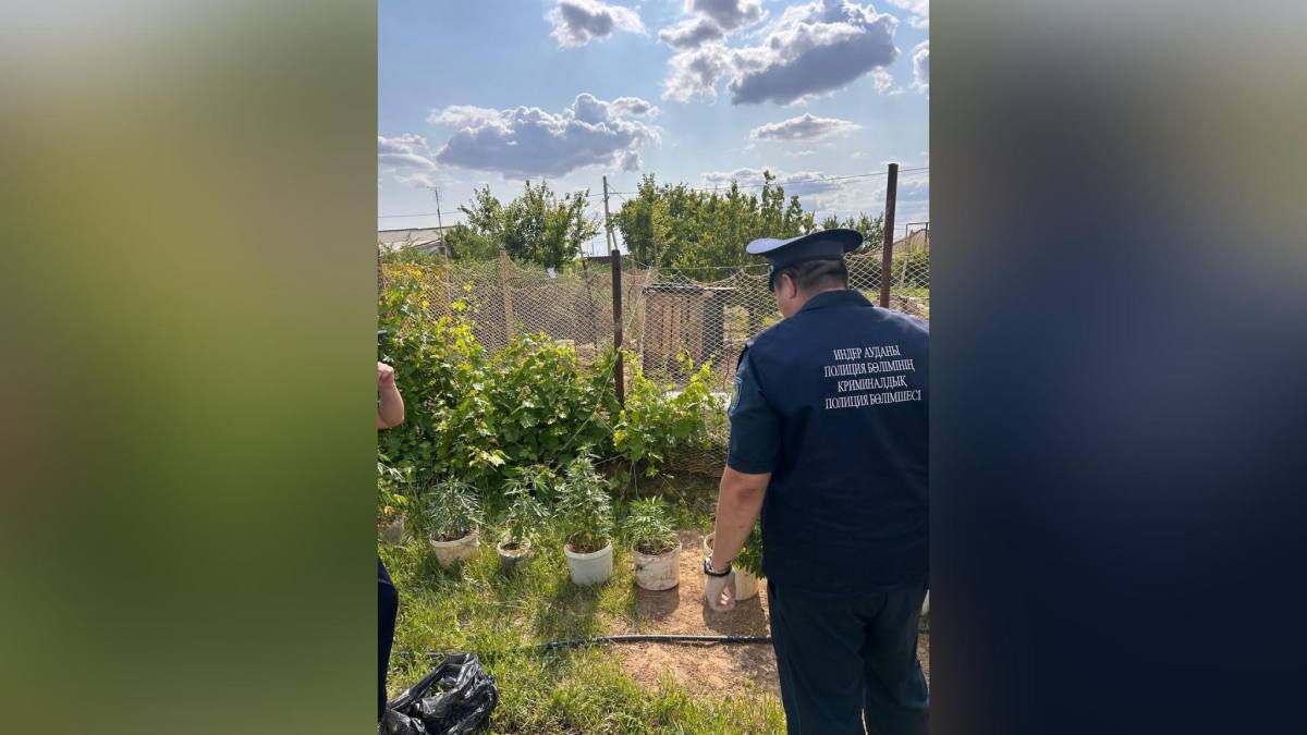 Житель региона задержан за выращивание 16 килограммов конопли в Атырауской области