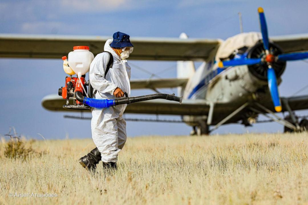 В Актюбинской области завершаются работы по обработке земель от саранчи