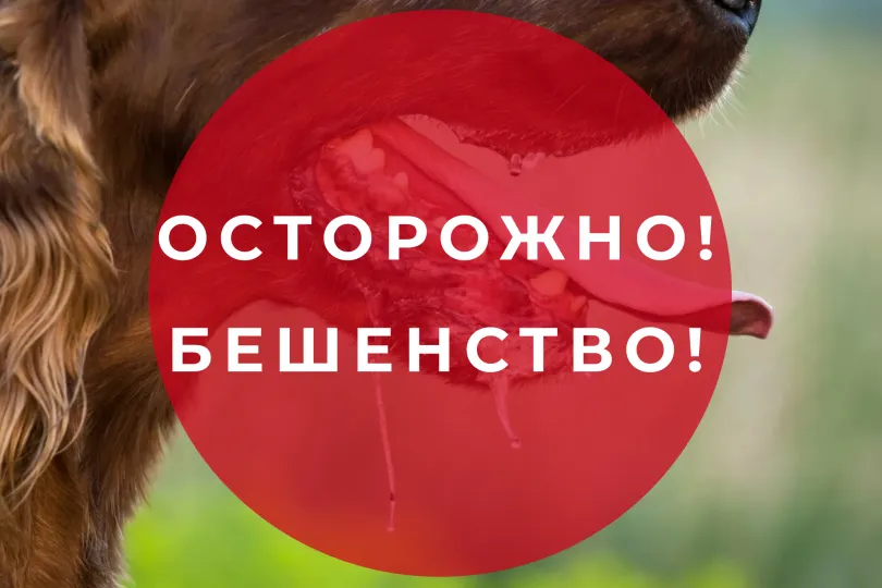 Бешенство — это опасное инфекционное заболевание, смертельное для человека и большинства животных.
