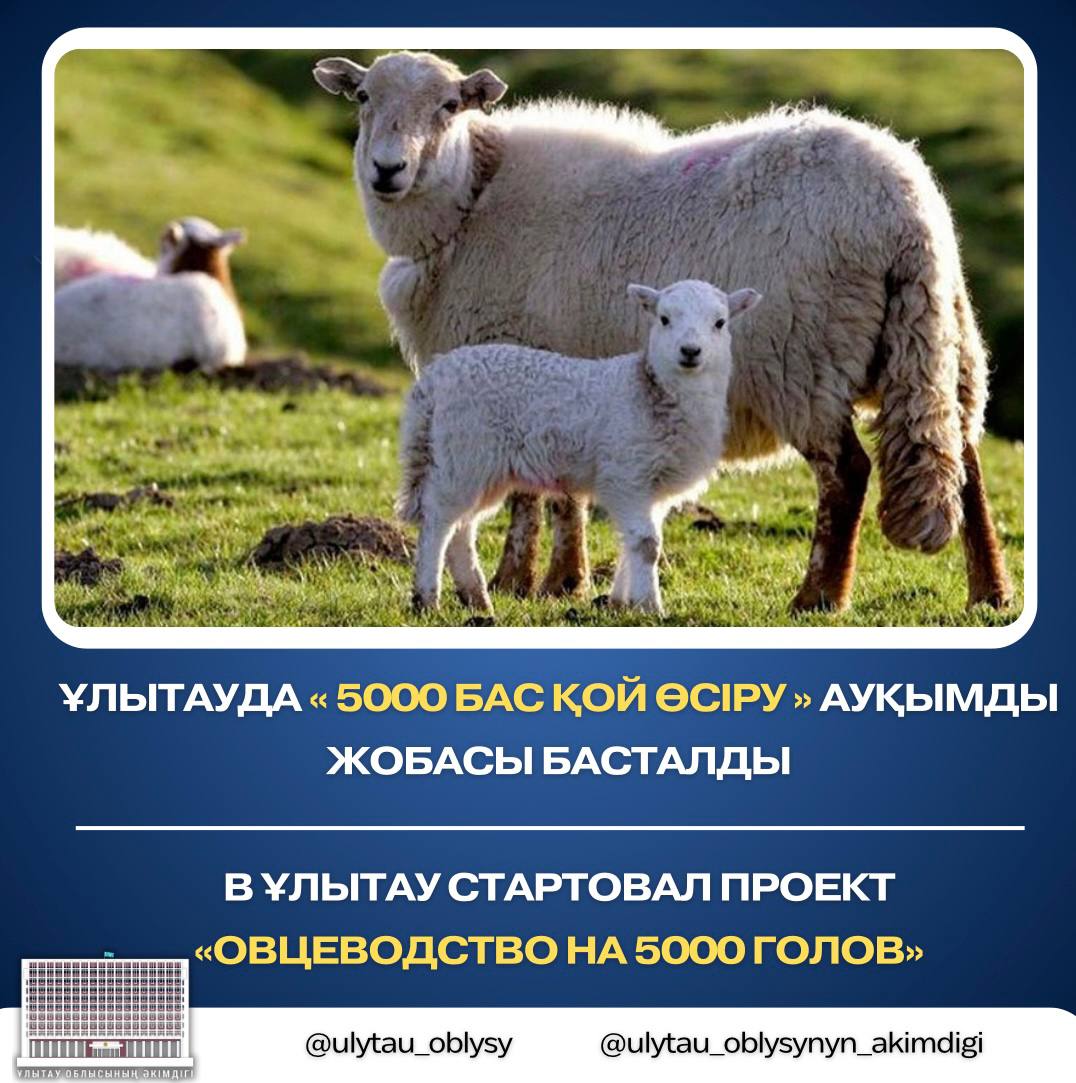 В Ұлытау стартовал проект «Овцеводство на 5000 голов»