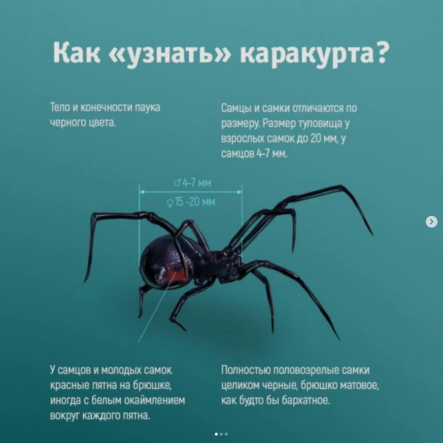 Уважаемые жители района Алтай!  Информируем вас о зафиксированном случае появления на нашей территории каракурта — опасного ядовитого паука, относящегося к семейству чёрных вдов.