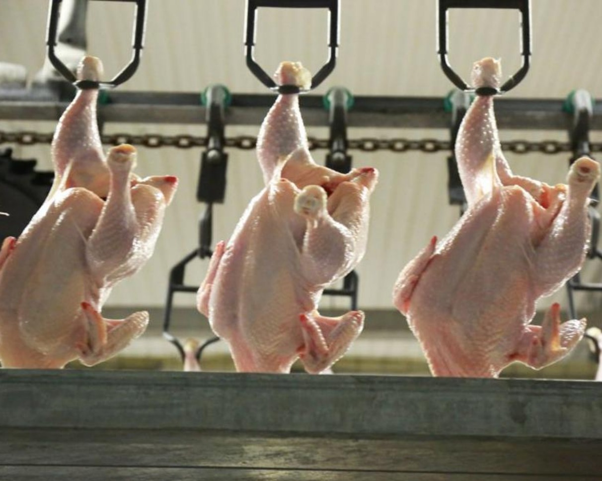 Казахстан укрепляет позиции на международном рынке животноводческой продукции