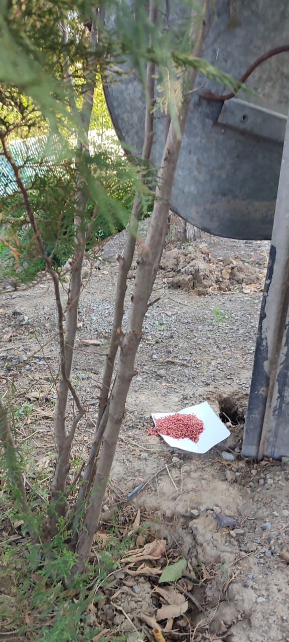 В Алматы завершается осенний этап дератизации – обработано более 47 тыс. гектаров