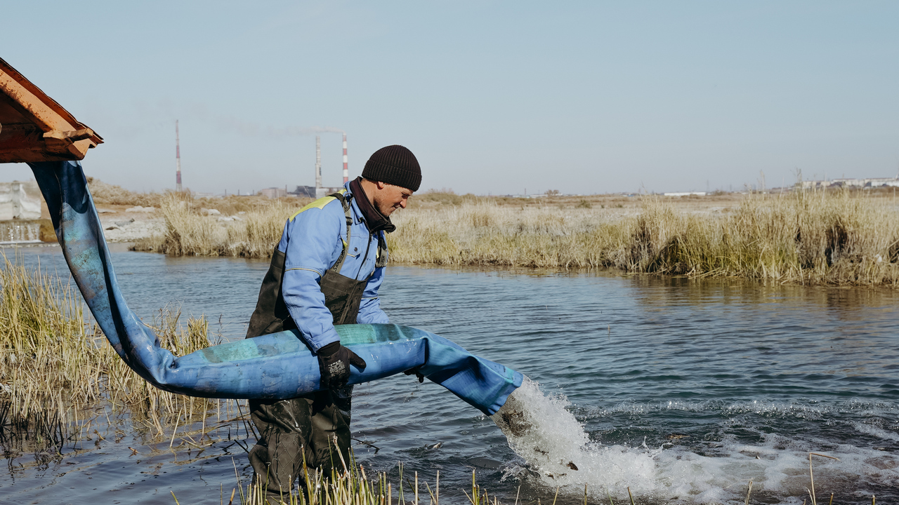В озеро Балхаш выпустили 125 тысяч сеголеток сазана