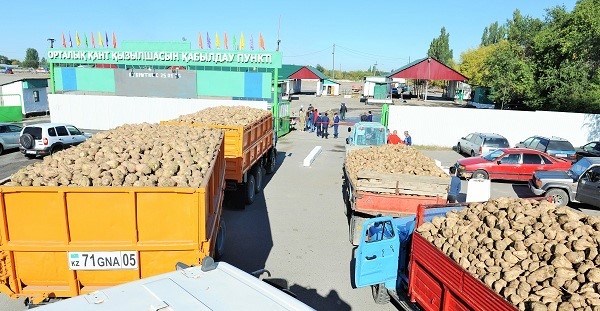 Заводы свеклосеющих регионов начали приемку сахарной свеклы нового урожая