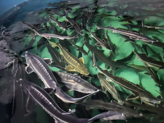 «Костанайский осетр» готов увеличить производственную мощность в 2 раза