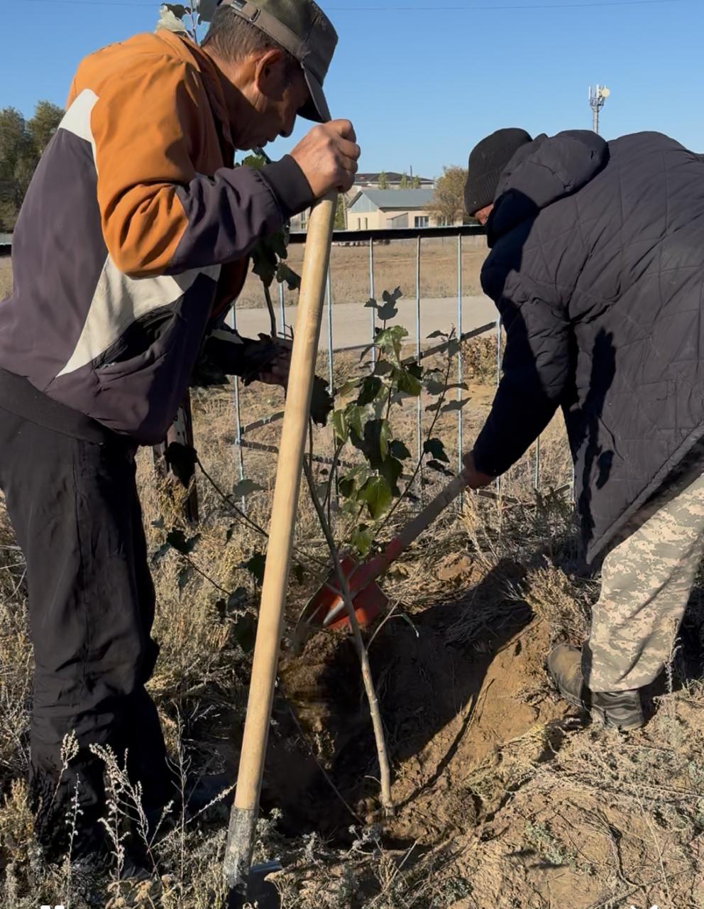 Прошла акция по посадке деревьев