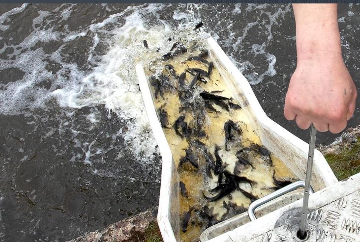 Более 600 тысяч сеголеток карпа и белого амура выпущено в реку Есиль