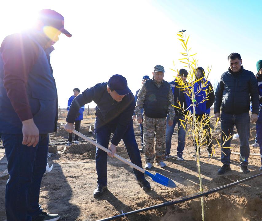 В Актобе впервые высадили реликтовое дерево турангу, приспособленное к засушливому климату