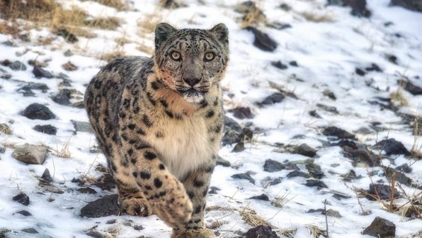 23 октября – Международный день снежного барса!