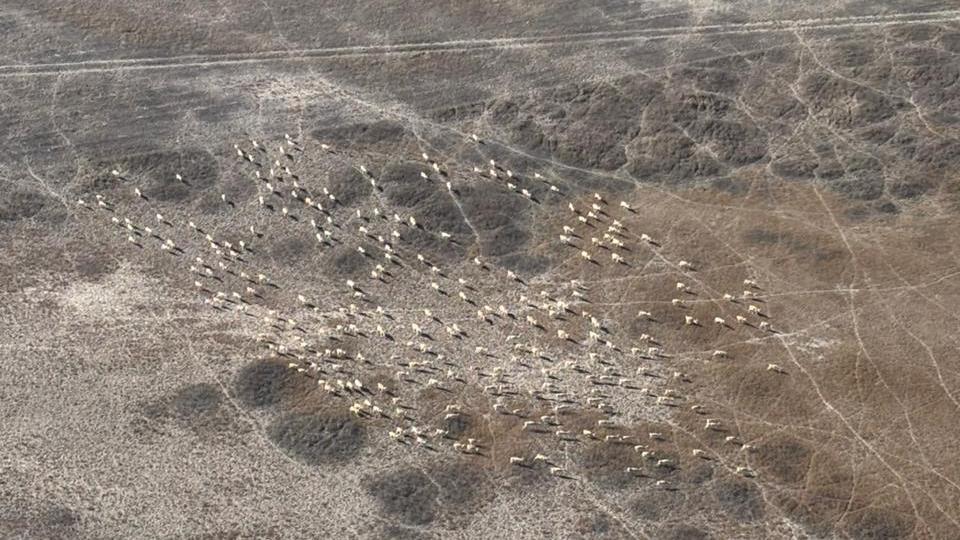 Авиамониторинг: в Карагандинской области считают архаров, косуль и сайгаков