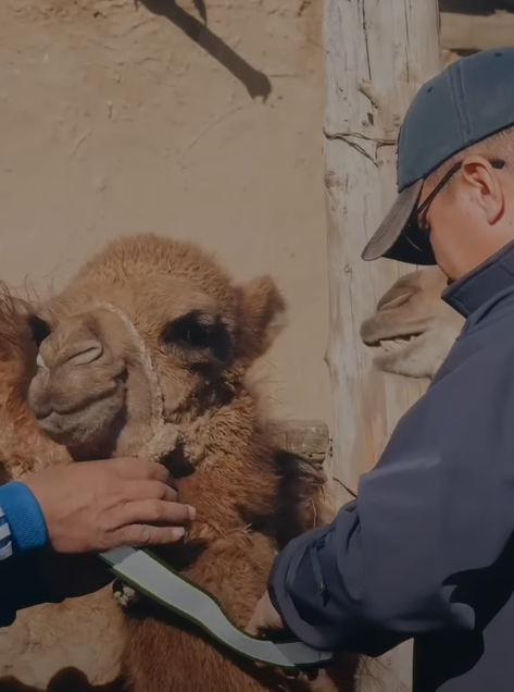 В Атырау вдоль трассы жителям зимовок раздали около 100 светоотражающих лент