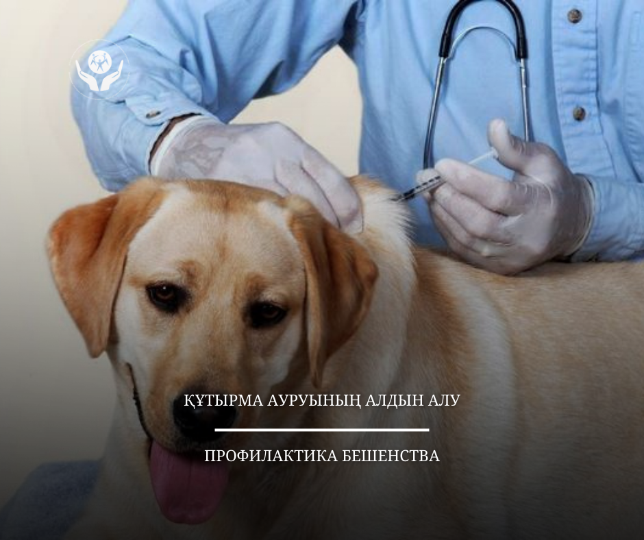 Профилактика бешенства