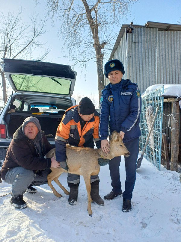 Сибирская косуля с ошейником во дворе дома: полицейские Семея передали животное в биологический центр