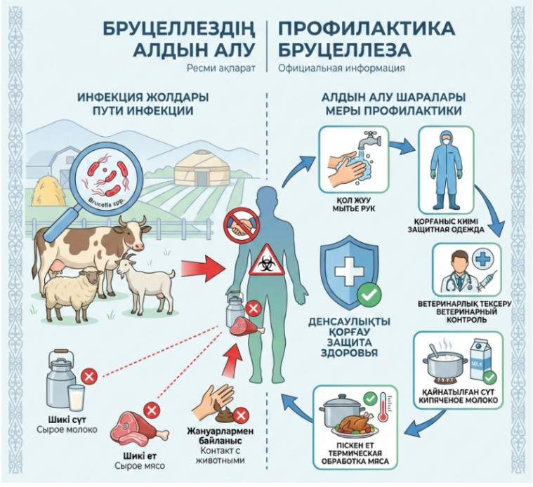 Бруцеллёз — это опасное инфекционное заболевание, общее для человека и животных.