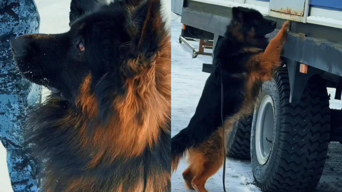 Актюбинский кинолог служит с четвероногим чемпионом