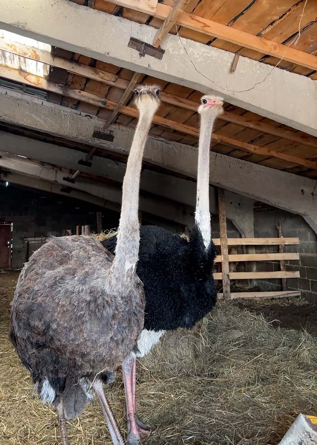 «Ауыл аманаты» – новый шанс для сельского предпринимательства