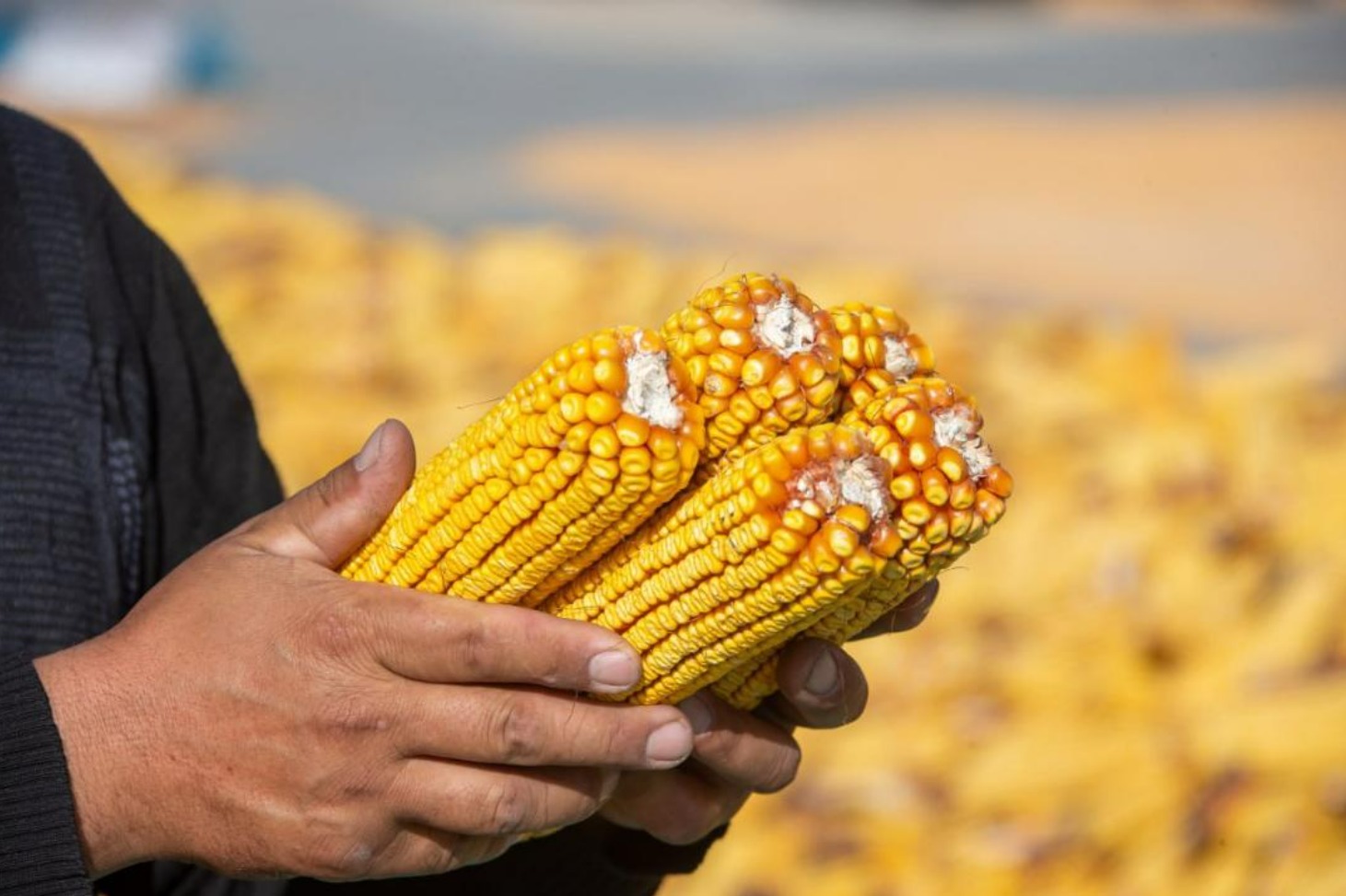 Исполнение поручений Президента: в Казахстане реализуются проекты по глубокой переработке в АПК