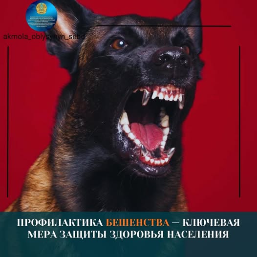 Профилактика бешенства — ключевая мера защиты здоровья населения