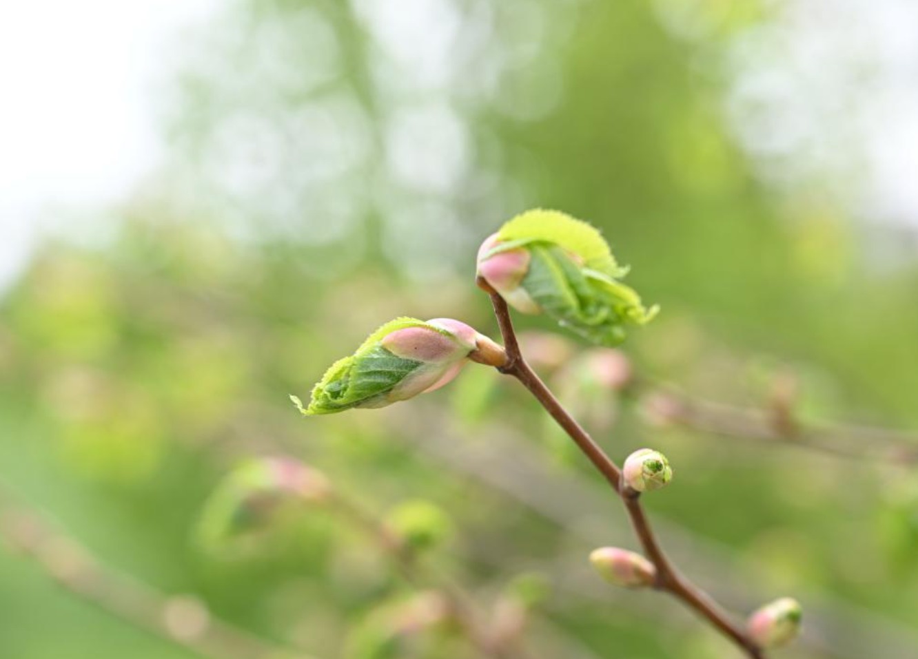 12 зеленых зон благоустроят в Жетісу в рамках «Таза Қазақстан»