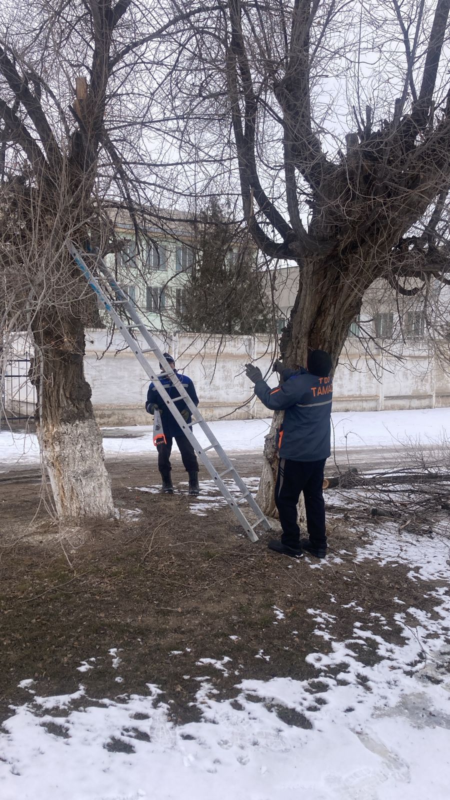 В селе Ескелді би по улице Жансугурова проводятся работы по обрезке деревьев