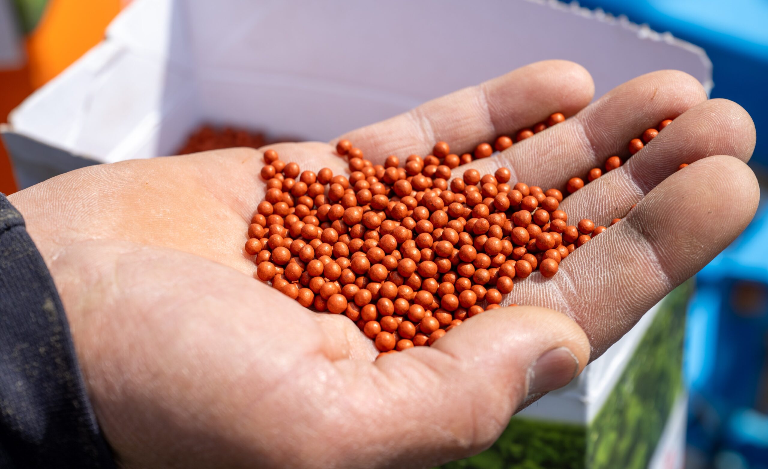 Все начинается с семян: в Жетісу используют раннеспелые сорта сахарной свеклы