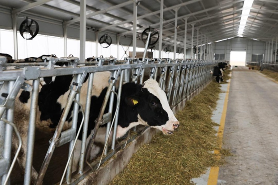 В Жамбылской области запустят полностью роботизированную молочную ферму