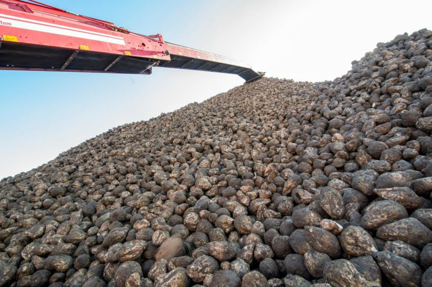 Все начинается с семян: в Жетісу используют раннеспелые сорта сахарной свеклы