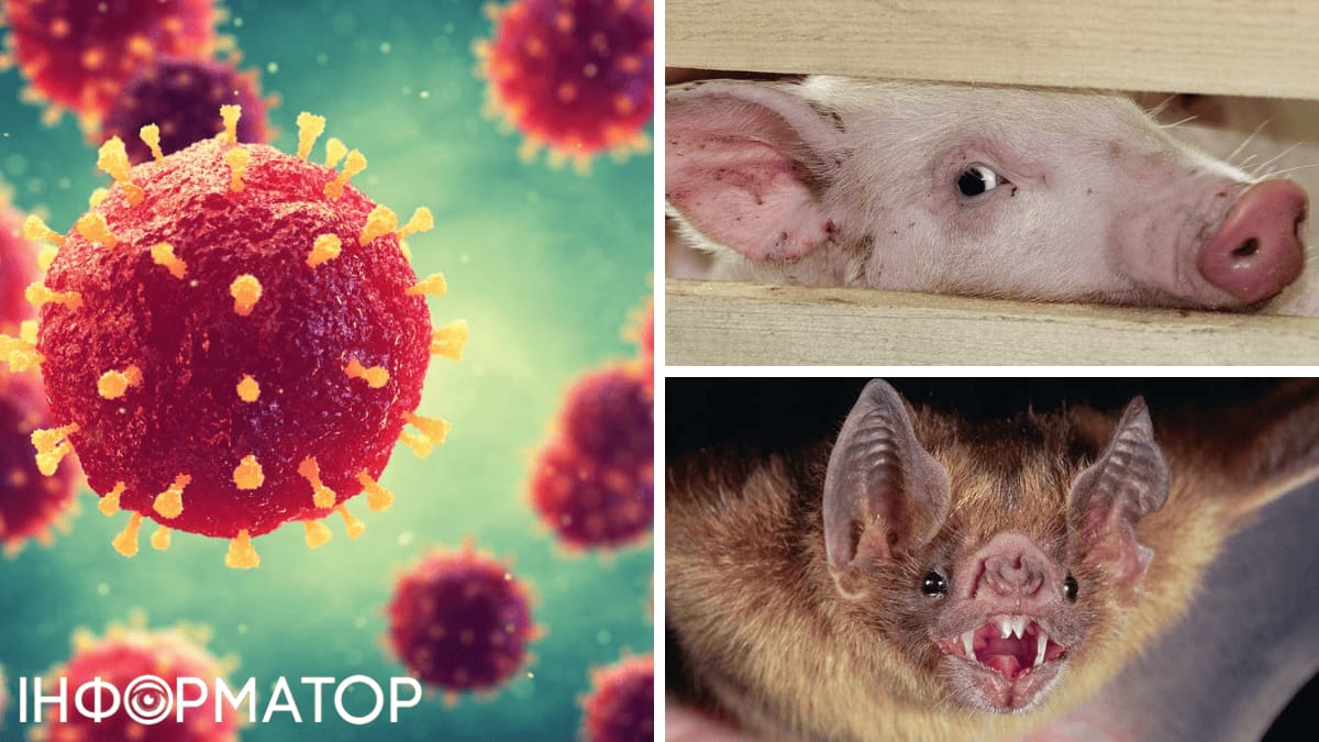 Вирус Нипах: основные сведения и меры предосторожности