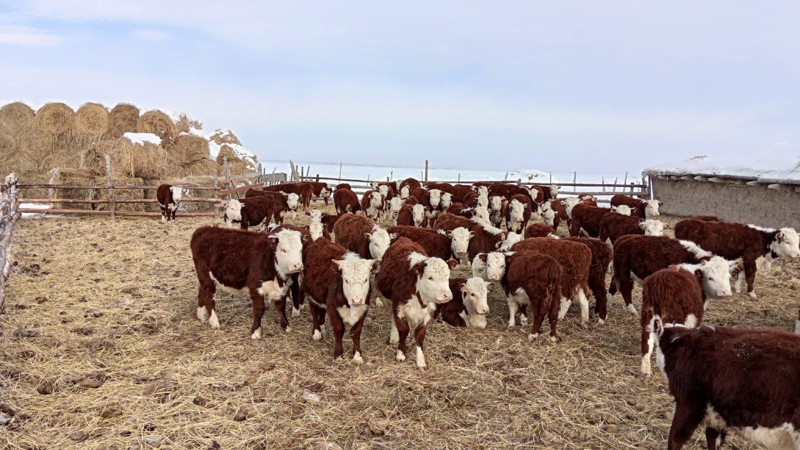 В Аксуатском районе растет число племенных хозяйств