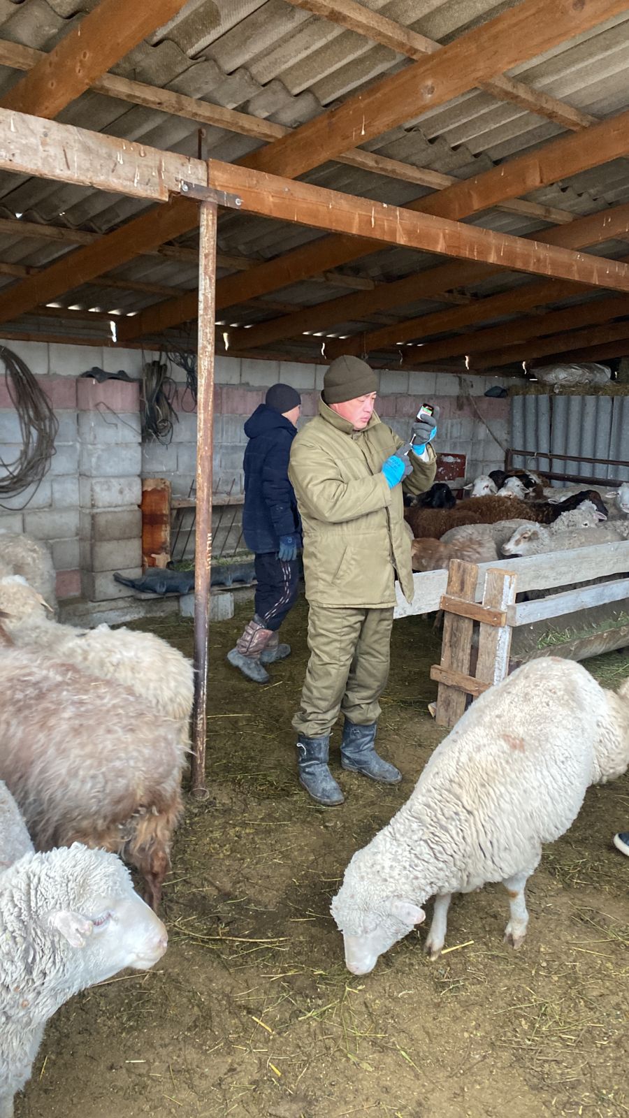 Отчёт о проведённых ветеринарных мероприятиях в Балпыкском сельском округе