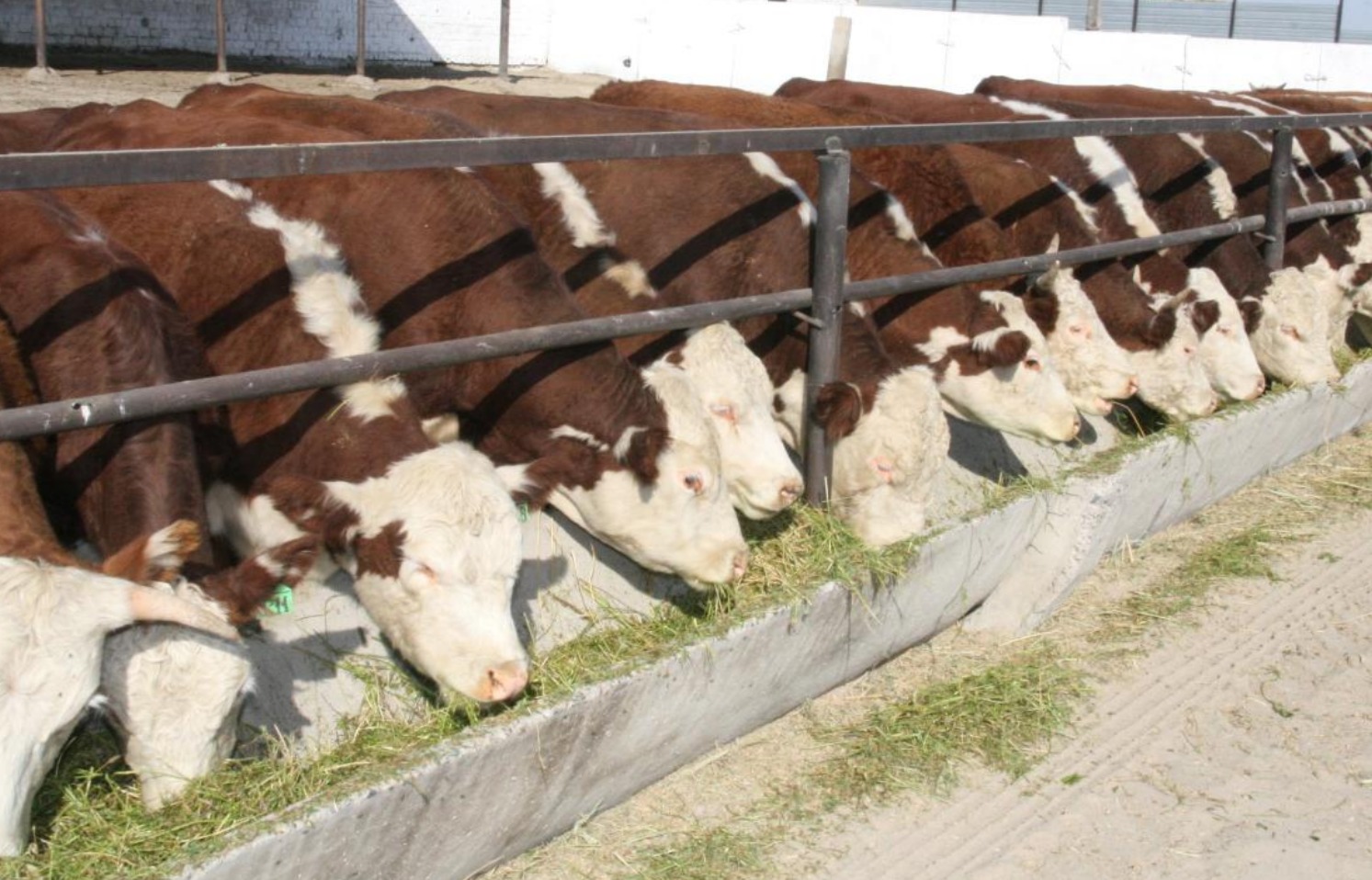 В области Жетісу более трех тысяч хозяйств занимаются животноводством