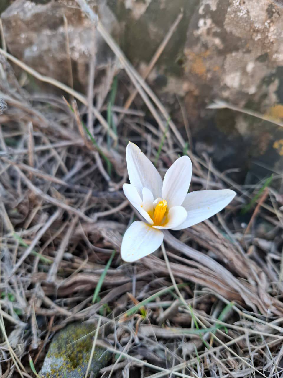 Вестники весны Каратау