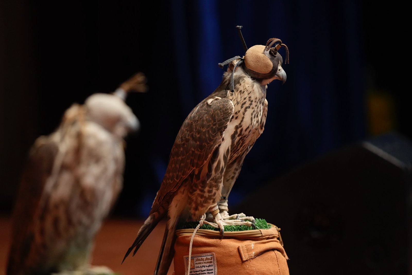 В области Жетісу состоялось мероприятие  по выпуску сокола-балобана на дикую природу