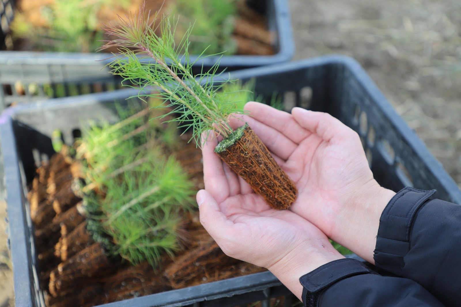  19 марта – Жаңару күні (День обновления)