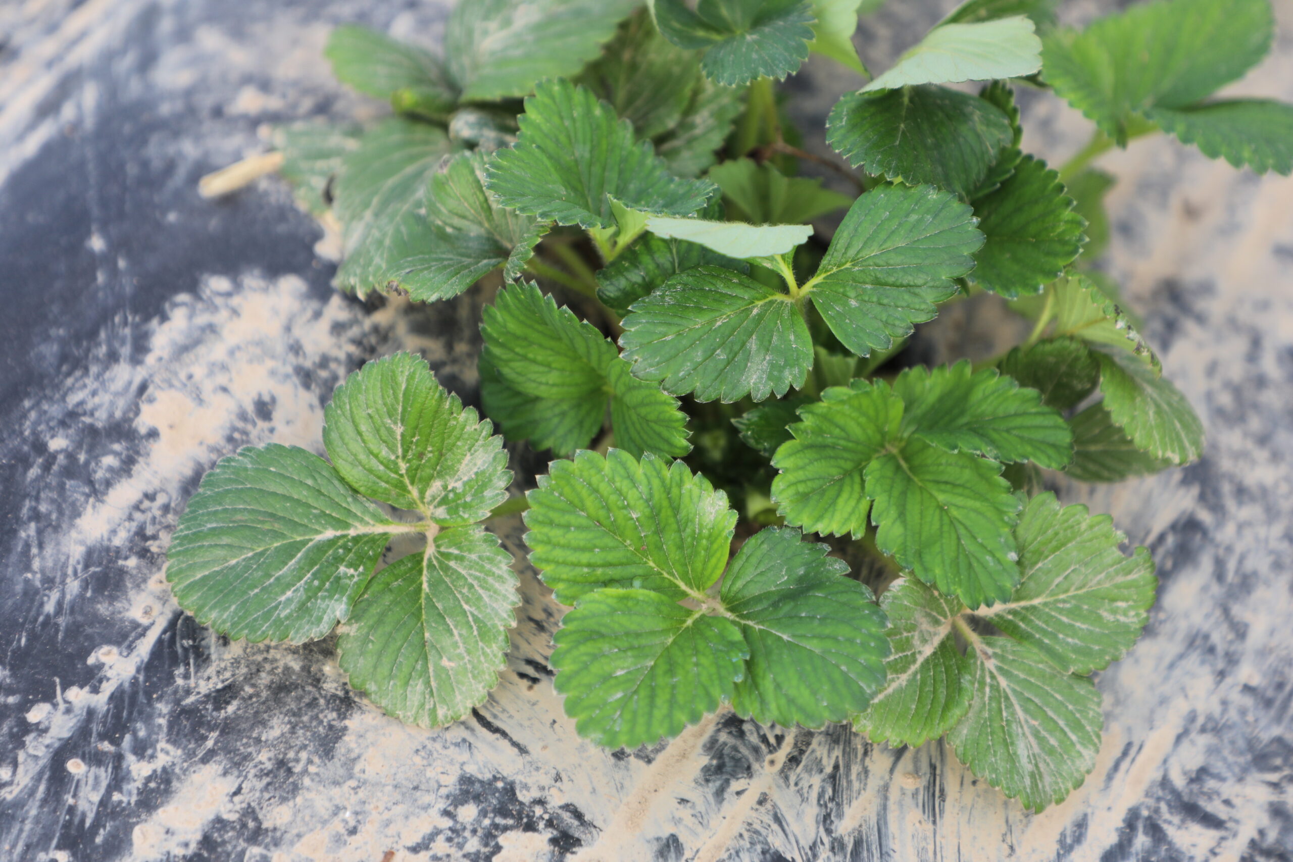 САРЫАГАШ: НАЧАЛИСЬ ВЕСЕННИЕ ПОЛЕВЫЕ РАБОТЫ