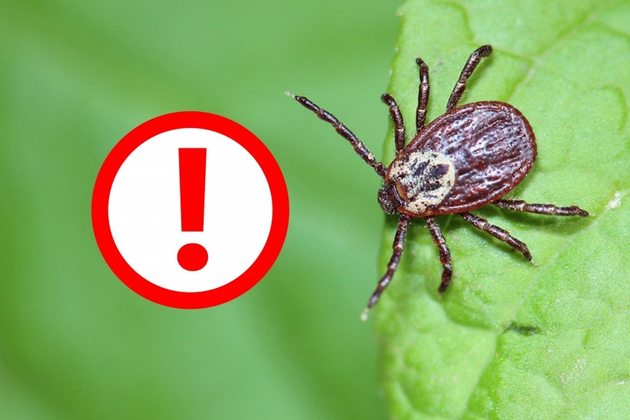 Акмолинцам напомнили о мерах защиты от клещевого энцефалита