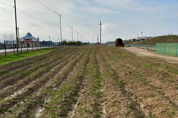 ТУРКЕСТАНСКАЯ ОБЛАСТЬ ЛИДИРУЕТ В РЕСПУБЛИКЕ ПО ПРОИЗВОДСТВУ САЖЕНЦЕВ И ПОСАДКЕ ДЕРЕВЬЕВ