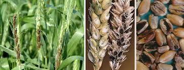 ГОЛОВНЕВЫЕ БОЛЕЗНИ ЗЕРНОВЫХ КУЛЬТУР.