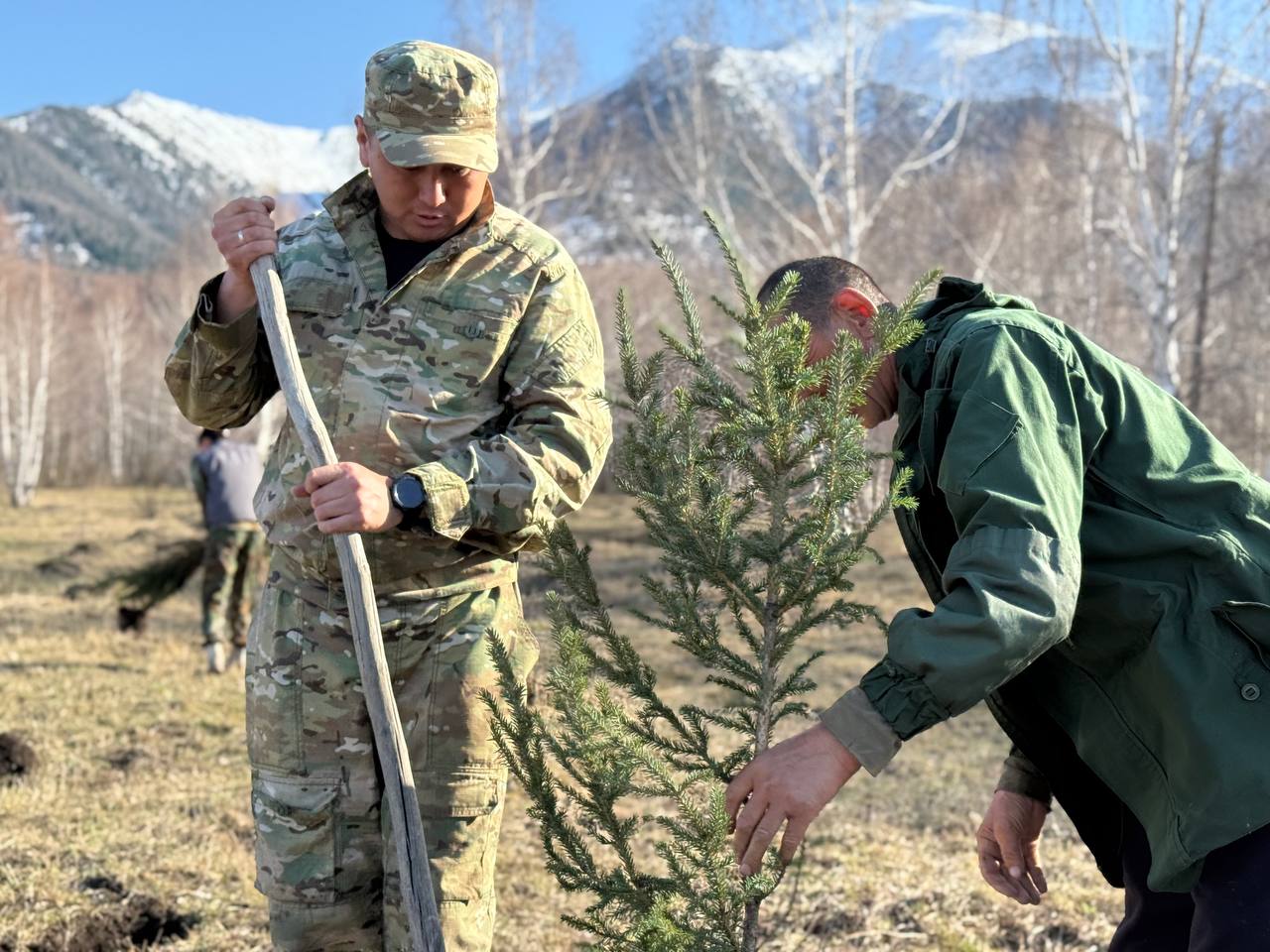 В ВКО за два года будет высажено 36 млн штук саженцев