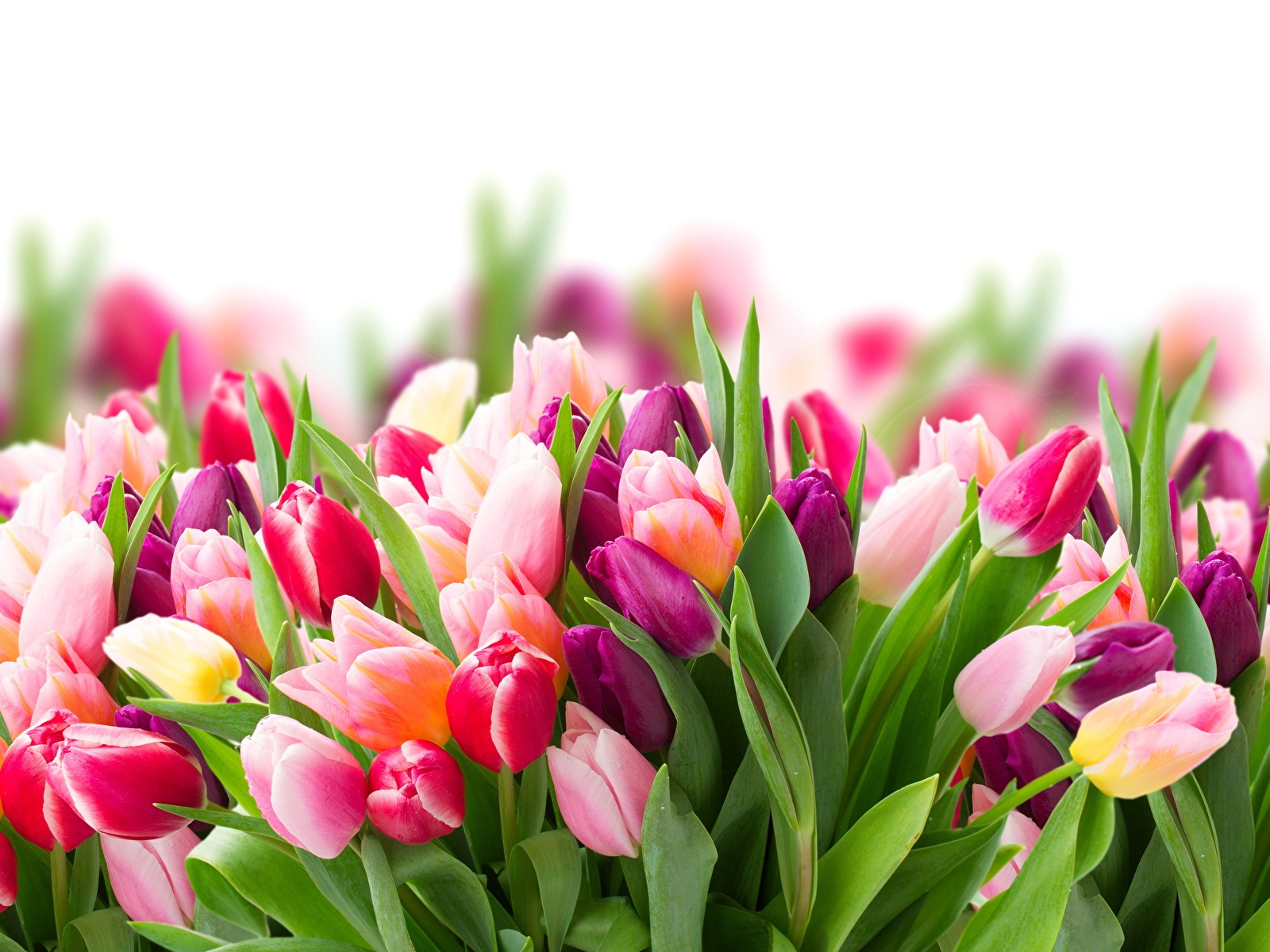 Праздничные тюльпаны или ловушка? Полиция ВКО предупреждает о мошенниках