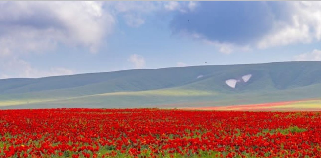 25 апреля 2026 года в Жамбылская область, Таласском районе пройдет международный фестиваль «Қызғалдақ мұра».