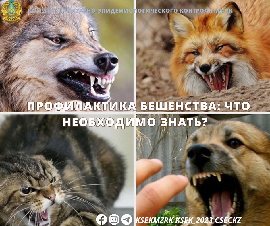 Профилактика бешенства: что необходимо знать?