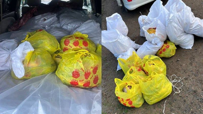 Изъято около 400 кг рыбы: полицейские пресекли незаконную перевозку в ЗКО