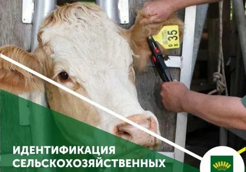 Идентификация сельскохозяйственных животных