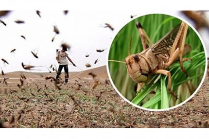 📌 Объявление